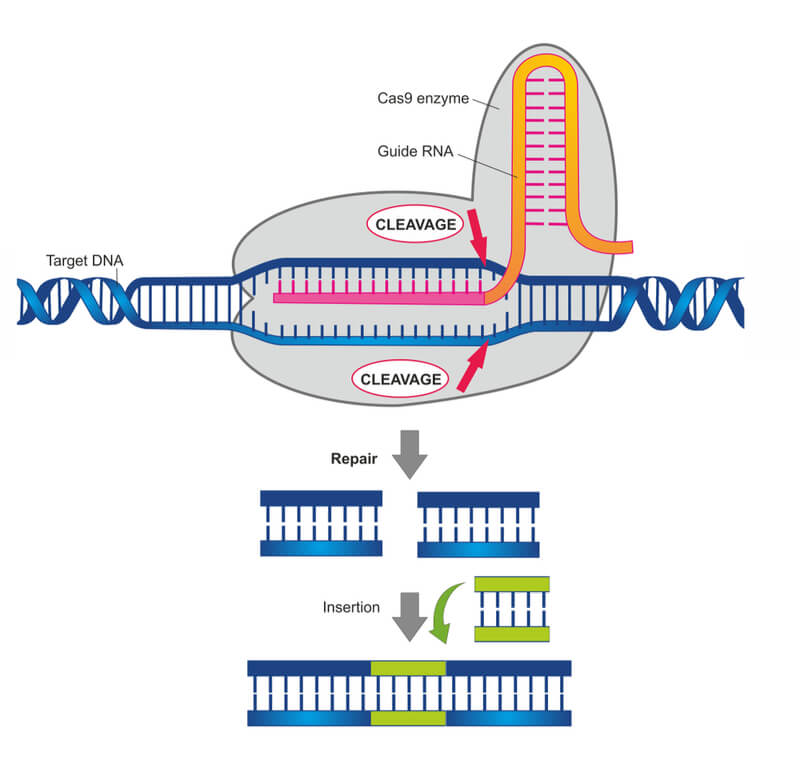 CRISPR & Cas Genes